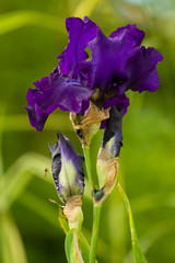 Close up of blooming iris