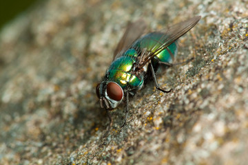 Fly on the stone