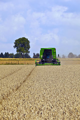 Fototapeta premium harvester in corn fields