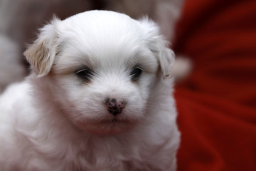 Coton de Tuléar (Welpe)