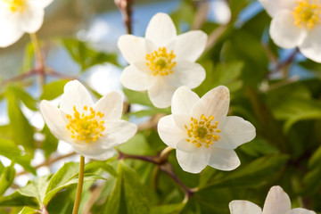 White anemone