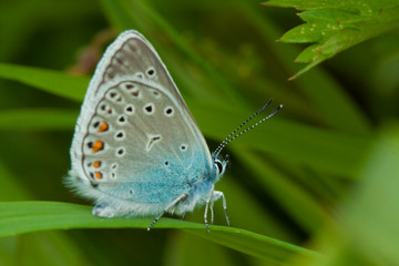 Fototapeta na wymiar Amandy Błękitny motyl