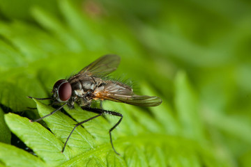 Fly on green leaf