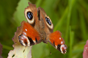 Peacock butterfly