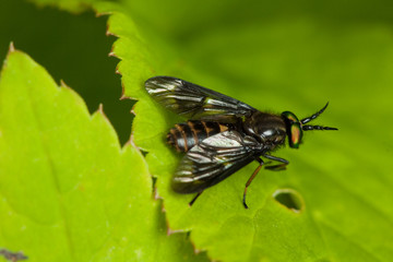 Fly on green leaf