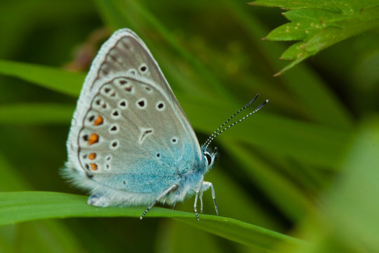 Amanda's Blue butterfly