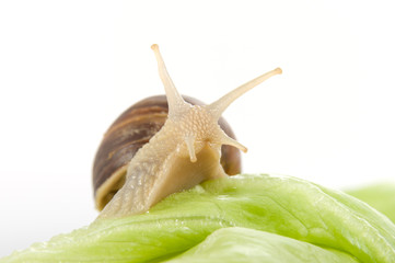 Schnecke auf dem Salat