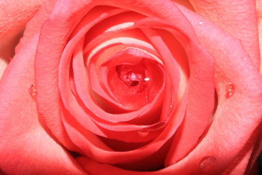 macro photo of a red rose