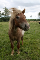 Obraz premium Shetlandpony