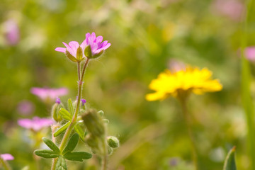 Field flowers