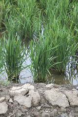 arroz en cultivo