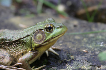 Bullfrog Face