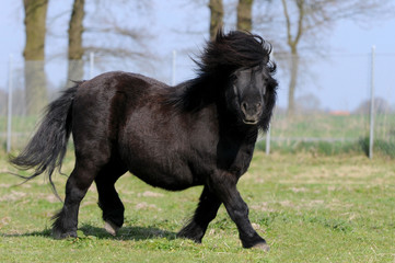 Schwarzes Pony