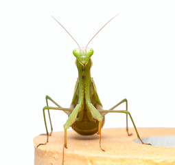 mantis