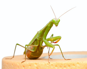 mantis