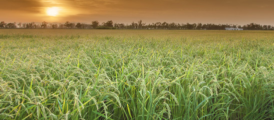 arrozales puesta de sol