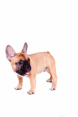 Obraz premium Little french bulldog puppy