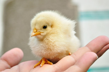 The little yellow chick is sitting on the arm