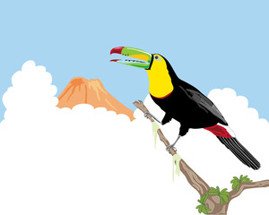 keel billed toucan