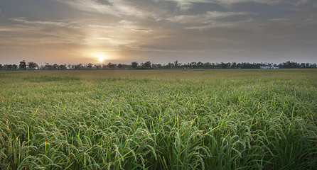 arrozales II