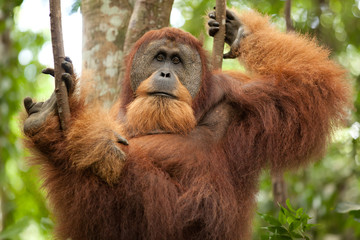 wild orangutan - obrazy, fototapety, plakaty