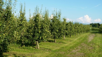 pear orchard