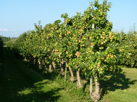 veredelte Apfelbäume