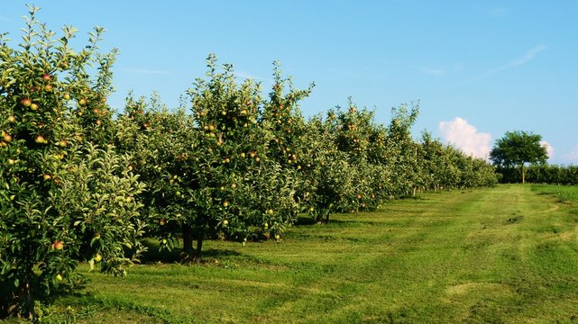 aplle orchards - Bavaria