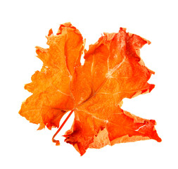 Autumn leaf
