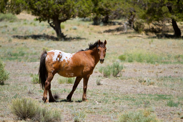 Fototapeta premium Horse on open field