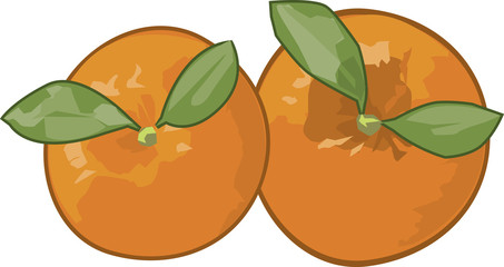 Two oranges isolated background.