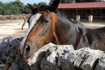 Naklejka premium cavallo in recinto