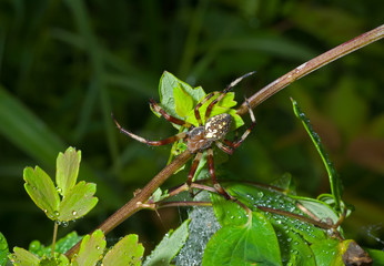 Spider on leaves 3