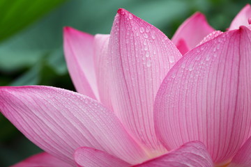 蓮花 (東京・上野不忍池)