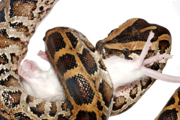 boa snake eat rat