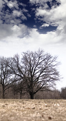 Fototapeta na wymiar eerie landscape with tree