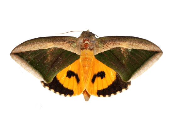 insect moth