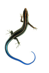 blue tail skink lizard