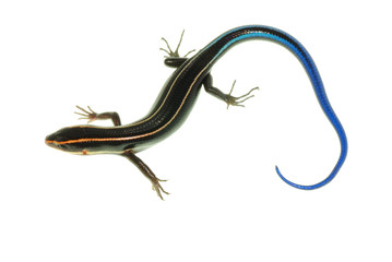 blue tail skink lizard