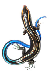 blue tail skink lizard