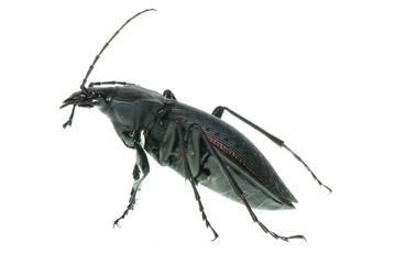 insect ground beetle