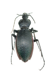 insect ground beetle