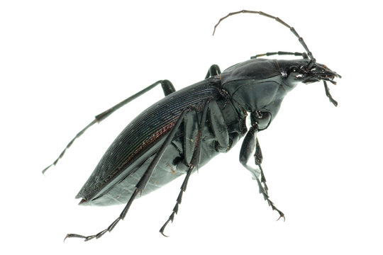 Insect Ground Beetle