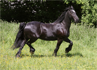 Friesian horse