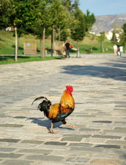 Coq dans un parc