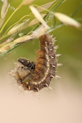 chenille