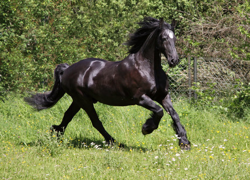 friesian horse