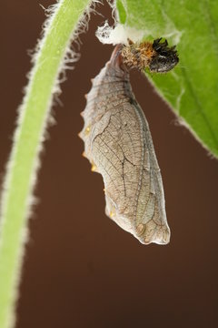 chrysalide