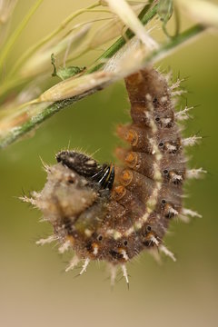 chrysalide