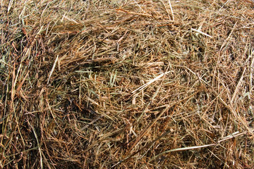 Hay texture